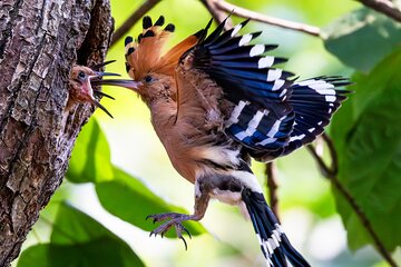 Phnom Penh & Kirirom National Park Birds Tour