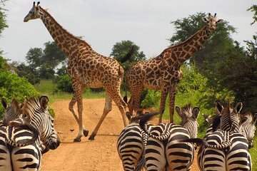 Nairobi National Park Game Drive and Beads Center Tour