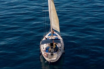 Shared Sailing Tour Discovery of Pilot Whales