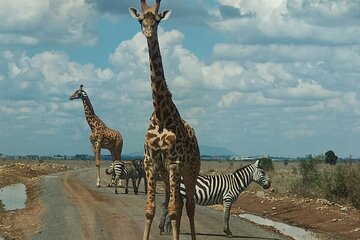 Nairobi National Park Half Day Game Drive Tour