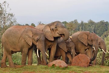 Aberdare National Park Day Excursion from Nairobi