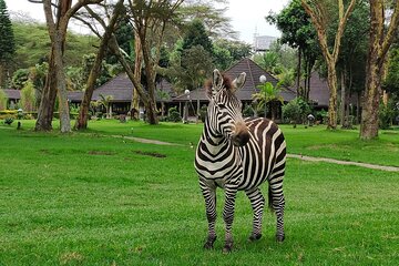7 Day Samburu, Aberdare, Lake Nakuru and Masai Mara Safari Tour
