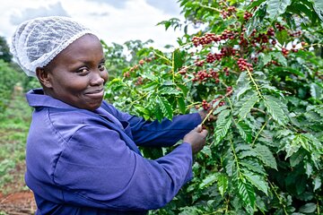 Fairview Coffee Estate Tour with Tasting and Pickup