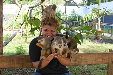 Fun monkeys for the Family and City Tour