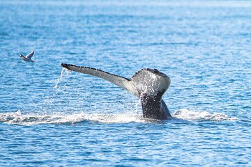 Whale Watching from Akureyri Port