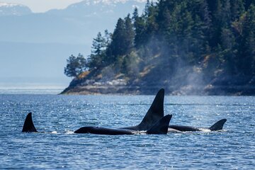 Victoria City Tour with Whale Watching