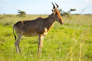 5 Day Scenic Uganda Wildlife Safari and Lake Adventure 