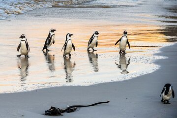Half day African Penguin Tour