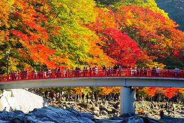 Colored Leaves in Korankei, Obara Four-season Cherry 