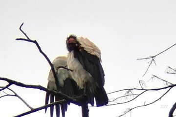 Birdwatching Tour in La Fortuna