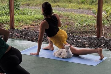 Yoga Class with Goat
