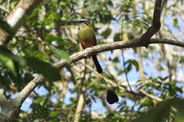 El Salvador Birding and Culture Private Tours