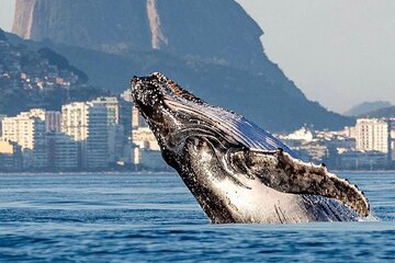 Boat Tour - Snorkeling with Turtles or Whale Watching Experience