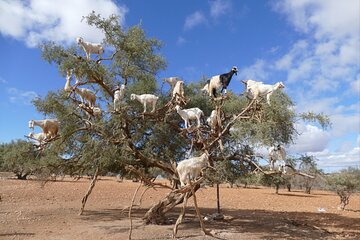 Agadir Meet the Goats Climbing the Trees