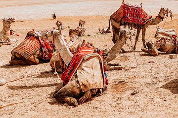 2-Hour Camel Riding Adventure With transfer from Hurghada 