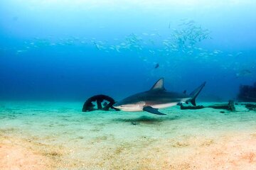 Cabo Pulmo Diving Adventure