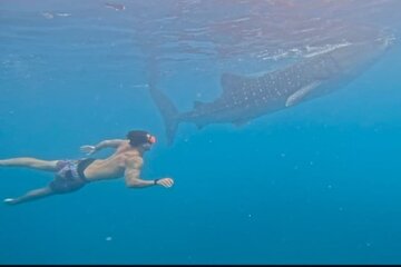 Cebu Splash Adventure: Swim with Sharks & Canyoneering + Lunch