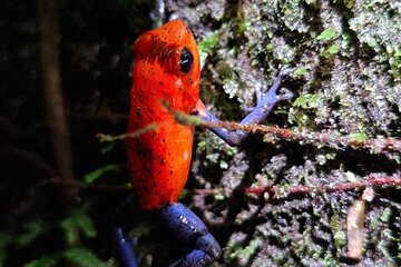 Frog Sanctuary Tour at Night 