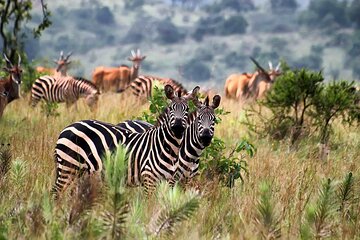 4-Day Queen Elizabeth National Park Safari from Rwanda