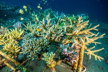 Coral Restoration Snorkeling Tour in Amed, Bali with NGO