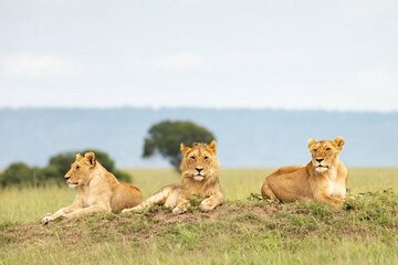 Five days Mikumi and Nyerere National park 