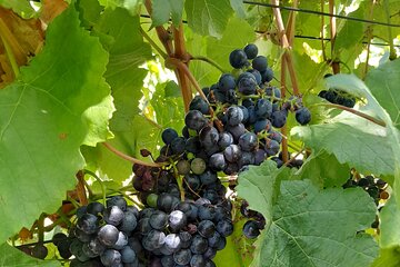 Stellenbosch Wine and Franschhoek Tram Tour experience 
