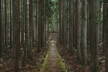 Kyoto’s Ultimate Hidden Gem: Private Car Tour to a Sacred Shrine