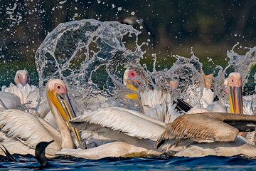 Ranthambore Safari | Bird Watching | Agra & Delhi from Jaipur