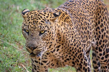 Yala National Park: 7 Hour or 12 Hour Leopard Safari Tour