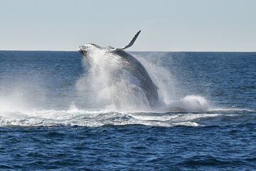 Sea Cliff Bridge Tours with Whale Watching and Wine Tasting