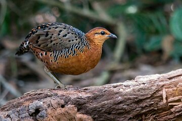 Frasers Hill 3 Days Birdwatching