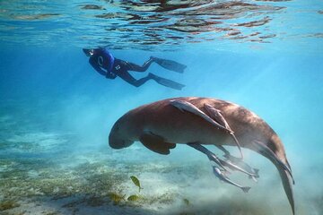 Marsa Mubarak Snorkeling with Dugongs & Turtles From Marsa Alam