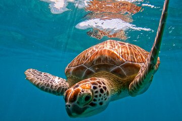 Akumal Snorkeling With Turtles