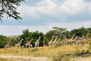 7 Day Ultimate Uganda Safari: Gorillas, Lakes and National Parks