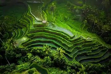 Hidden Bali Waterfalls And Scenic Rice Terrace With Lunch 