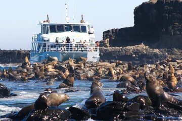 Phillip Island Wildlife Cruise and Penguin Tour from Melbourne