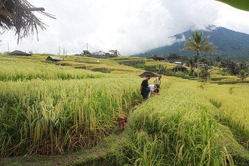Private North Bali Tour with Local Guide – Fully Customizable