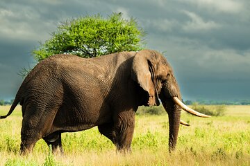 From Arusha : 2-Day Tarangire N.P and Ngorongoro Crater Safari