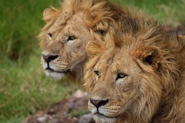 3-Day Fly-In Safari to the Iconic Serengeti
