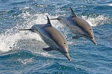 Swim with Dolphins (15 Min) & Transfers–Sharm El Sheikh