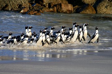 Cape of Good Hope & Penguins Small Group Tour-All Park Fees Incl.