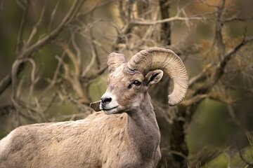 Premier Wildlife Tours in Saguaro National Park