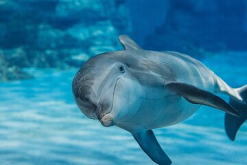 Memorable Photo Session with Dolphins with Transports – Hurghada