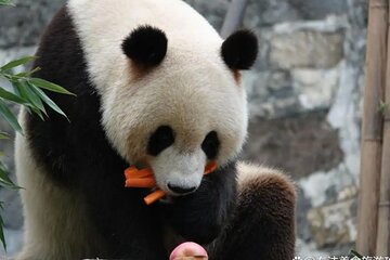 Panda Valley and Dujiangyan Private Tour