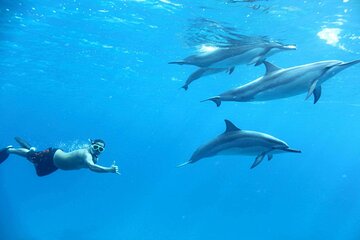 Boat Trip to Dolphin House: Full Day Snorkeling with Lunch