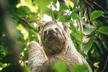 Wildlife & Waterways: Jaguar Rescue & Tortuguero Canals Tour