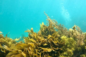 Dive Refresher Course
