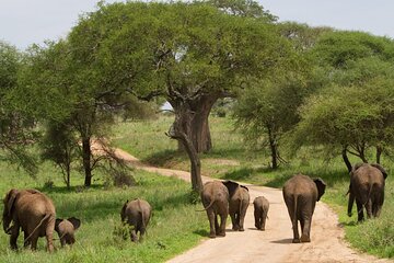 1 Day Tarangire National Park Safari Tour from Arusha