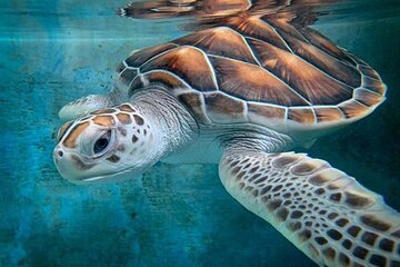  Galle Sea Turtle Farm Private Tour by Luxury Car