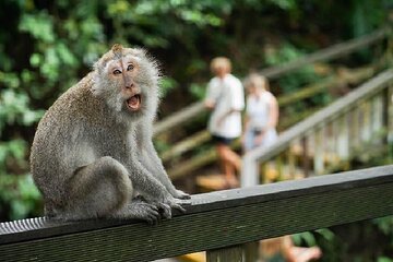 Private Ubud Monkey Forest, Waterfall, Rice Terrace and Temple